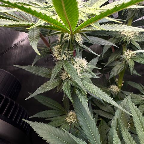 Lemore’ growlog timeline photo