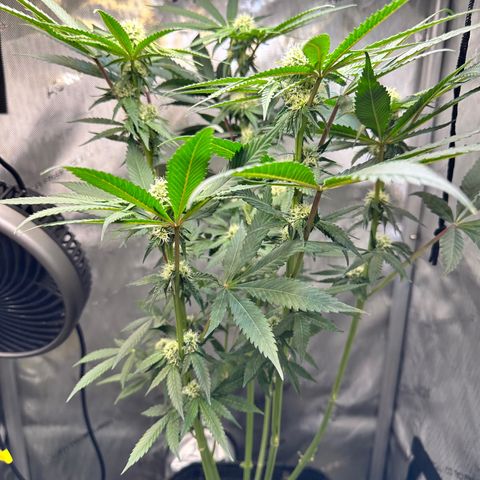 Lemore’ growlog timeline photo