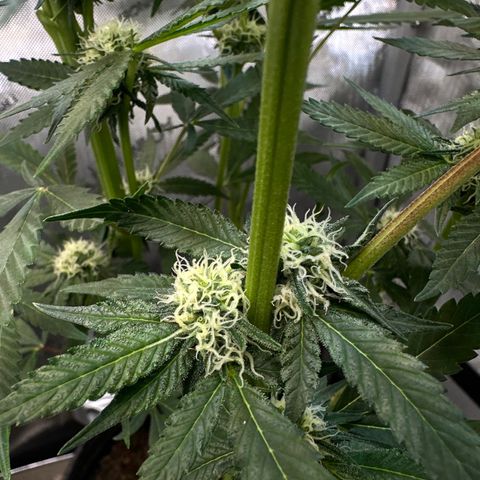 Lemore’ growlog timeline photo