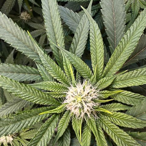 Lemore’ growlog timeline photo