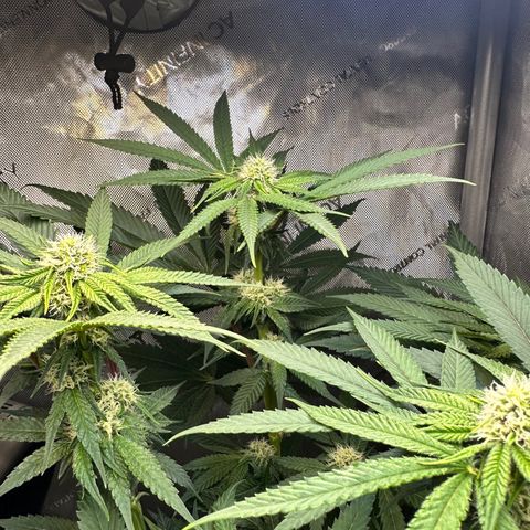 Lemore’ growlog timeline photo