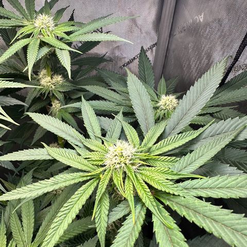 Lemore’ growlog timeline photo