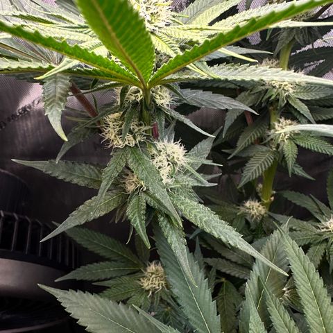 Lemore’ growlog timeline photo