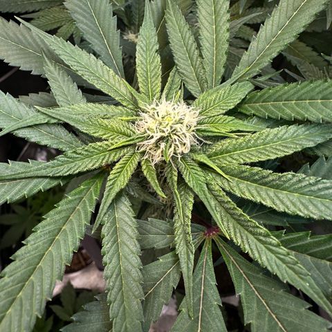 Lemore’ growlog timeline photo