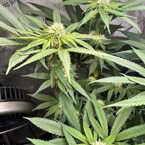 Lemore’ growlog timeline photo