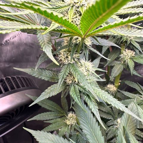 Lemore’ growlog timeline photo