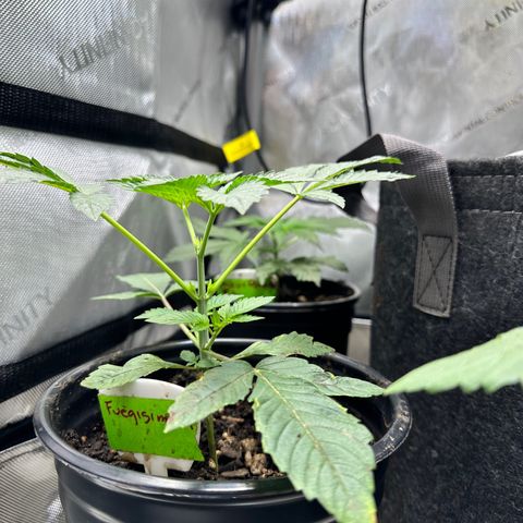 Fuegisima #1 growlog timeline photo