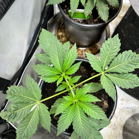 Fuegisima #1 growlog timeline photo