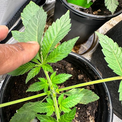 Fuegisima #1 growlog timeline photo