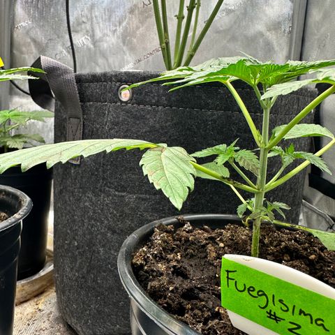 Fuegisima #2 growlog timeline photo