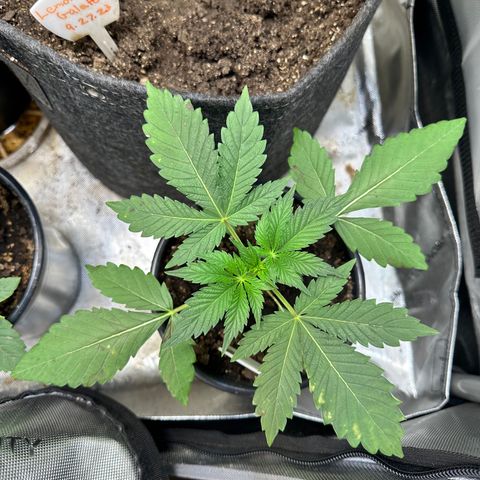 Fuegisima #2 growlog timeline photo