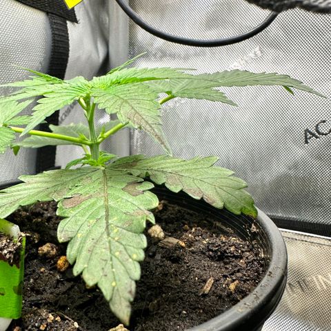 Maui Panama #2 growlog timeline photo