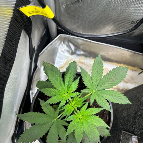Maui Panama #2 growlog timeline photo