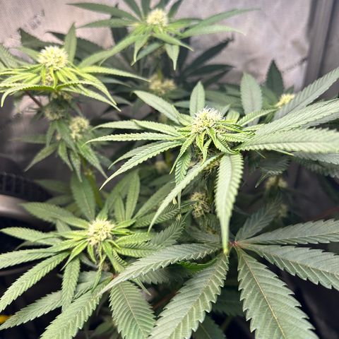 Lemore’ growlog timeline photo
