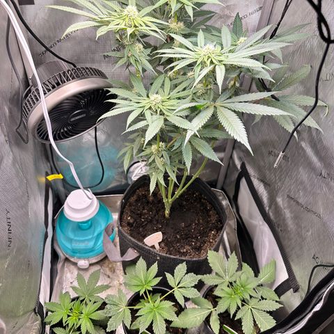 Lemore’ growlog timeline photo