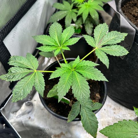 Fuegisima #1 growlog timeline photo