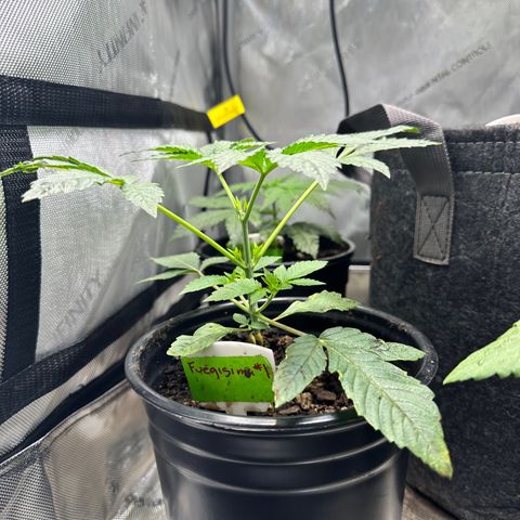 Fuegisima #1 growlog timeline photo
