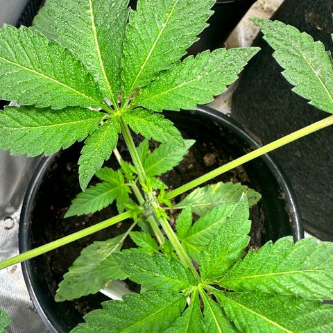 Fuegisima #1 growlog timeline photo