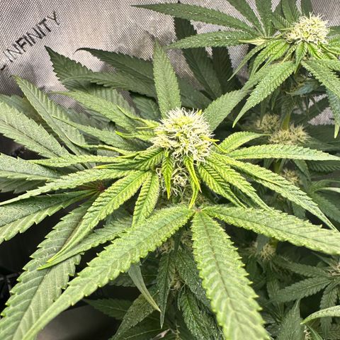 Lemore’ growlog timeline photo