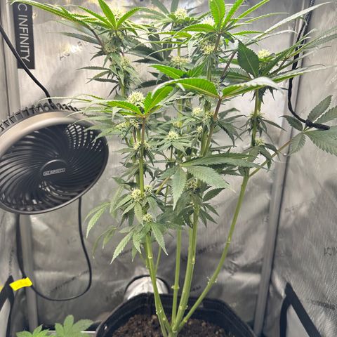 Lemore’ growlog timeline photo