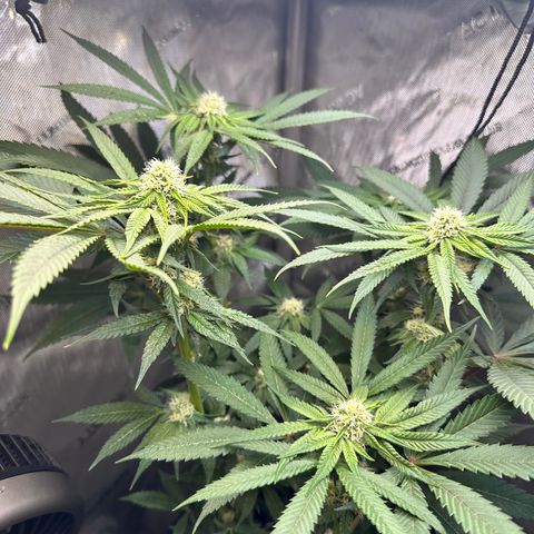 Lemore’ growlog timeline photo