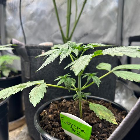 Fuegisima #2 growlog timeline photo