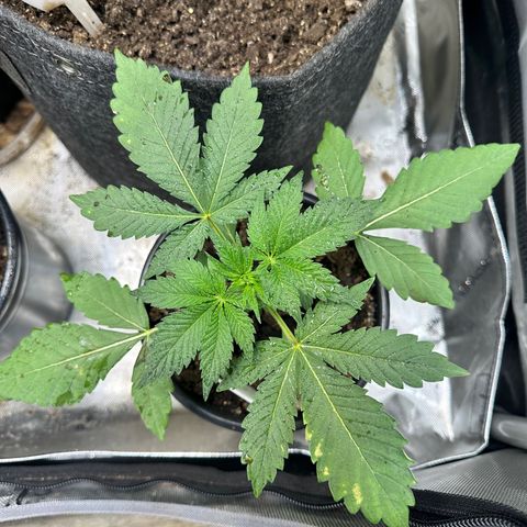 Fuegisima #2 growlog timeline photo