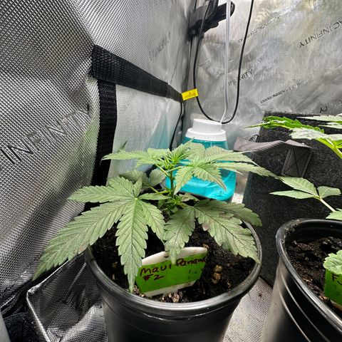 Maui Panama #2 growlog timeline photo