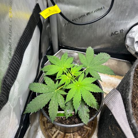 Maui Panama #2 growlog timeline photo