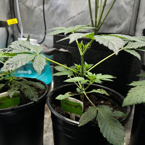 Fuegisima #1 growlog timeline photo