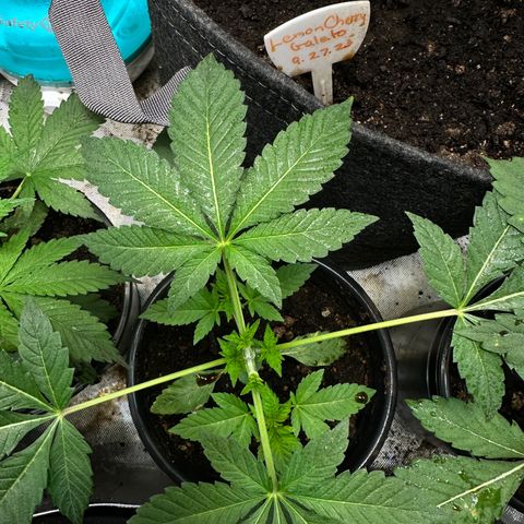 Fuegisima #1 growlog timeline photo