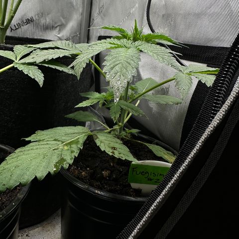 Fuegisima #2 growlog timeline photo