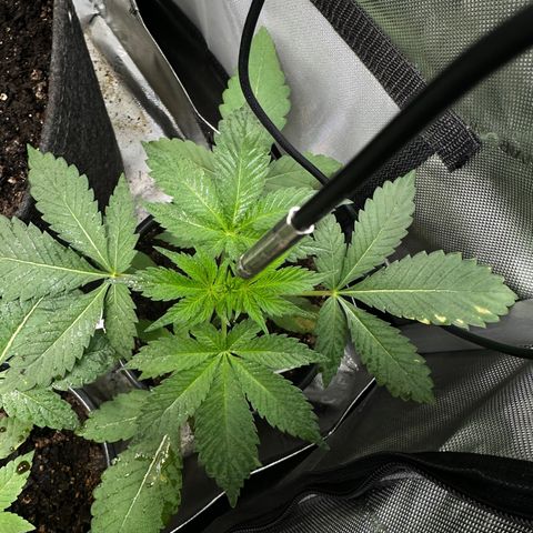 Fuegisima #2 growlog timeline photo