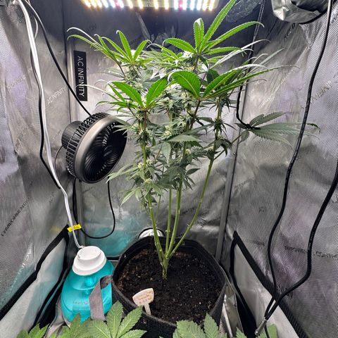 Lemore’ growlog timeline photo