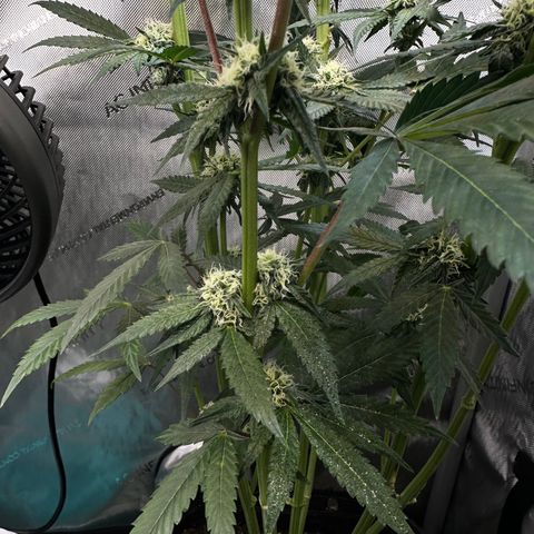 Lemore’ growlog timeline photo