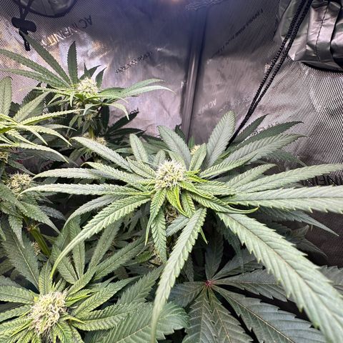 Lemore’ growlog timeline photo