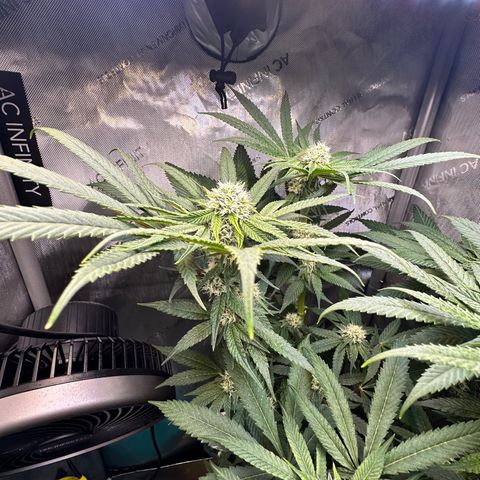 Lemore’ growlog timeline photo
