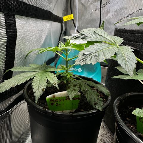 Maui Panama #2 growlog timeline photo