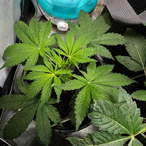 Maui Panama #2 growlog timeline photo