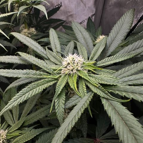 Lemore’ growlog timeline photo