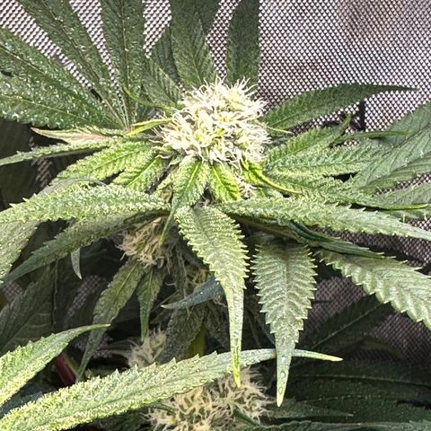 Lemore’ growlog timeline photo