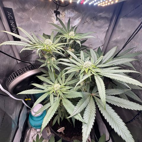 Lemore’ growlog timeline photo