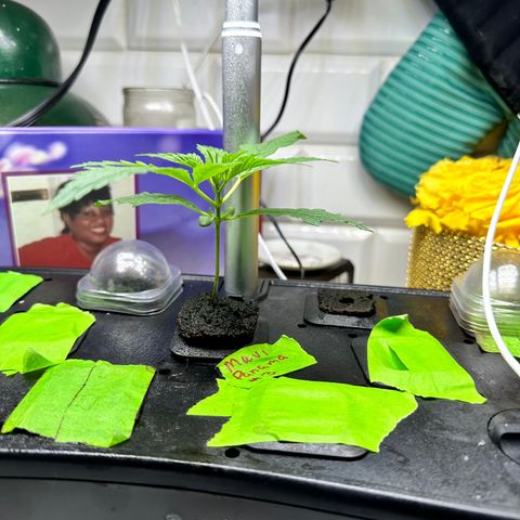 Maui Panama #3 growlog timeline photo