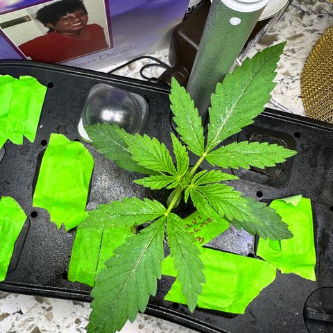 Maui Panama #3 growlog timeline photo