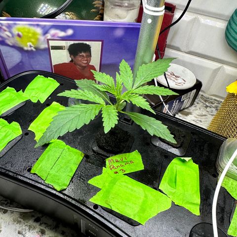 Maui Panama #3 growlog timeline photo