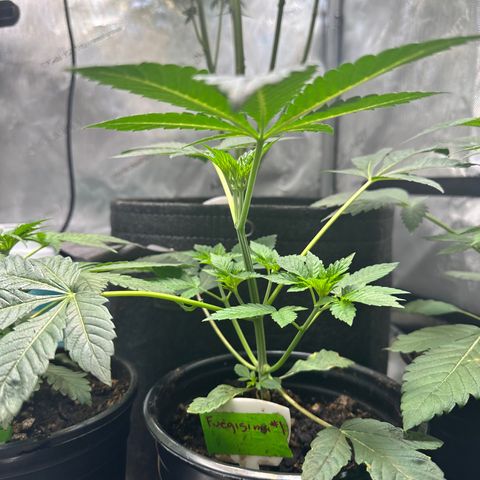 Fuegisima #1 growlog timeline photo
