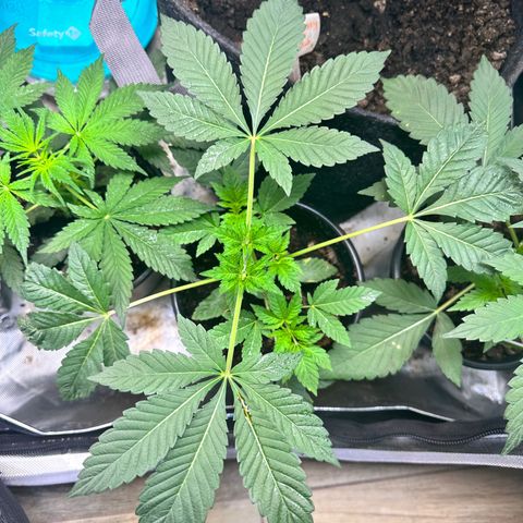 Fuegisima #1 growlog timeline photo