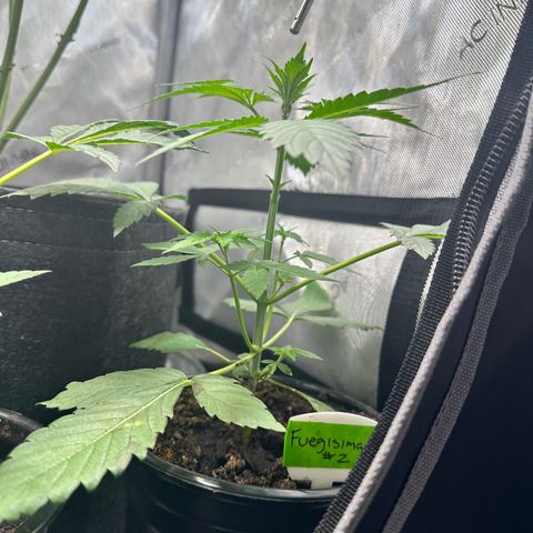 Fuegisima #2 growlog timeline photo
