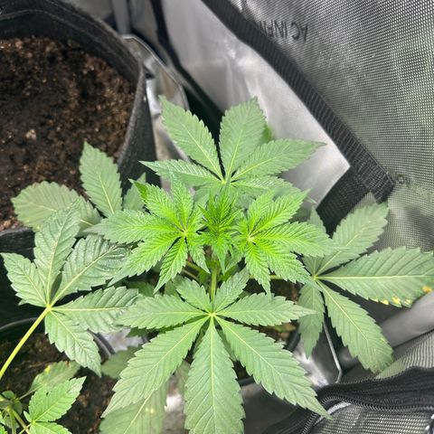 Fuegisima #2 growlog timeline photo