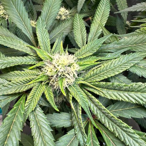 Lemore’ growlog timeline photo